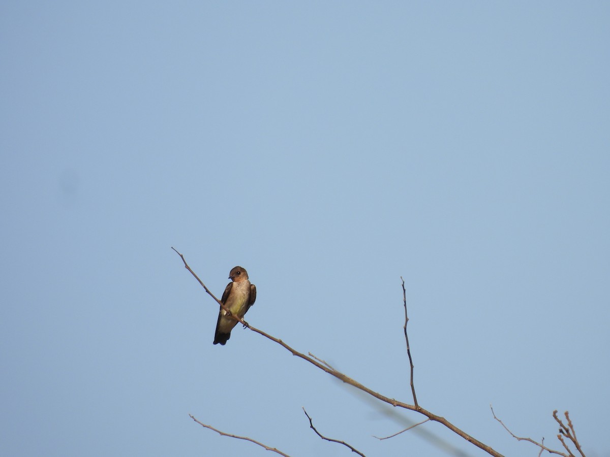Southern Rough-winged Swallow - ML617197416
