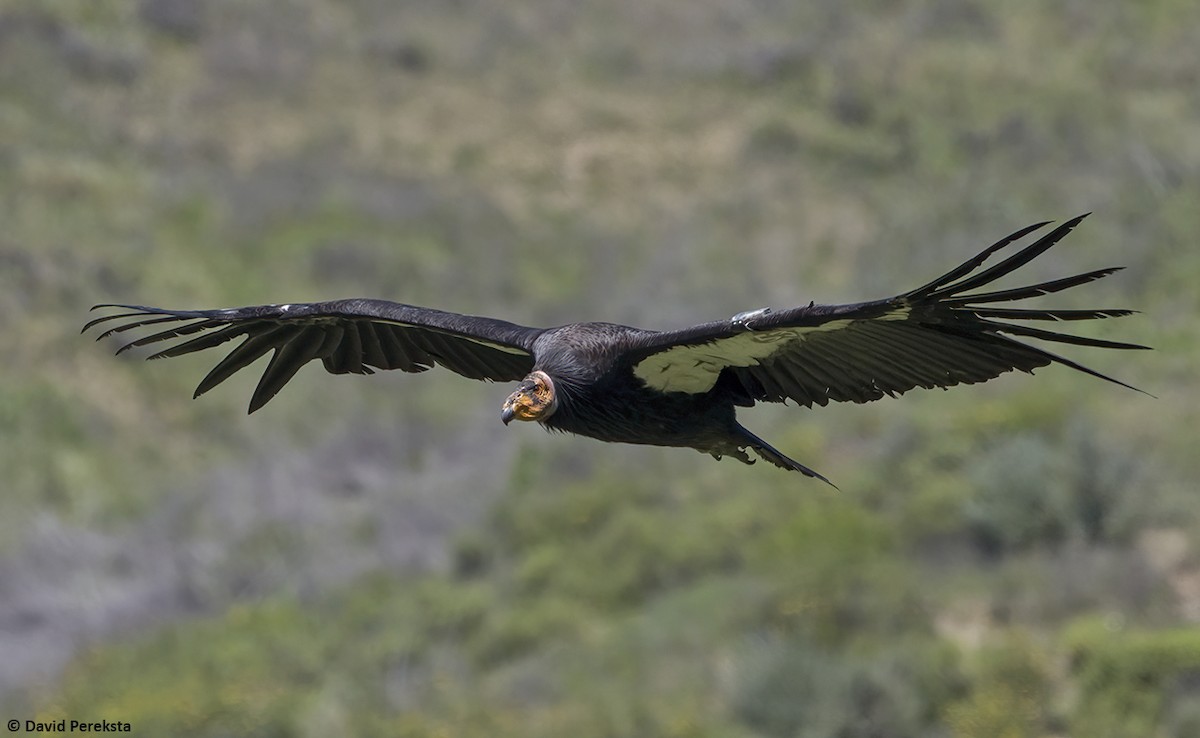 California Condor - ML617197429