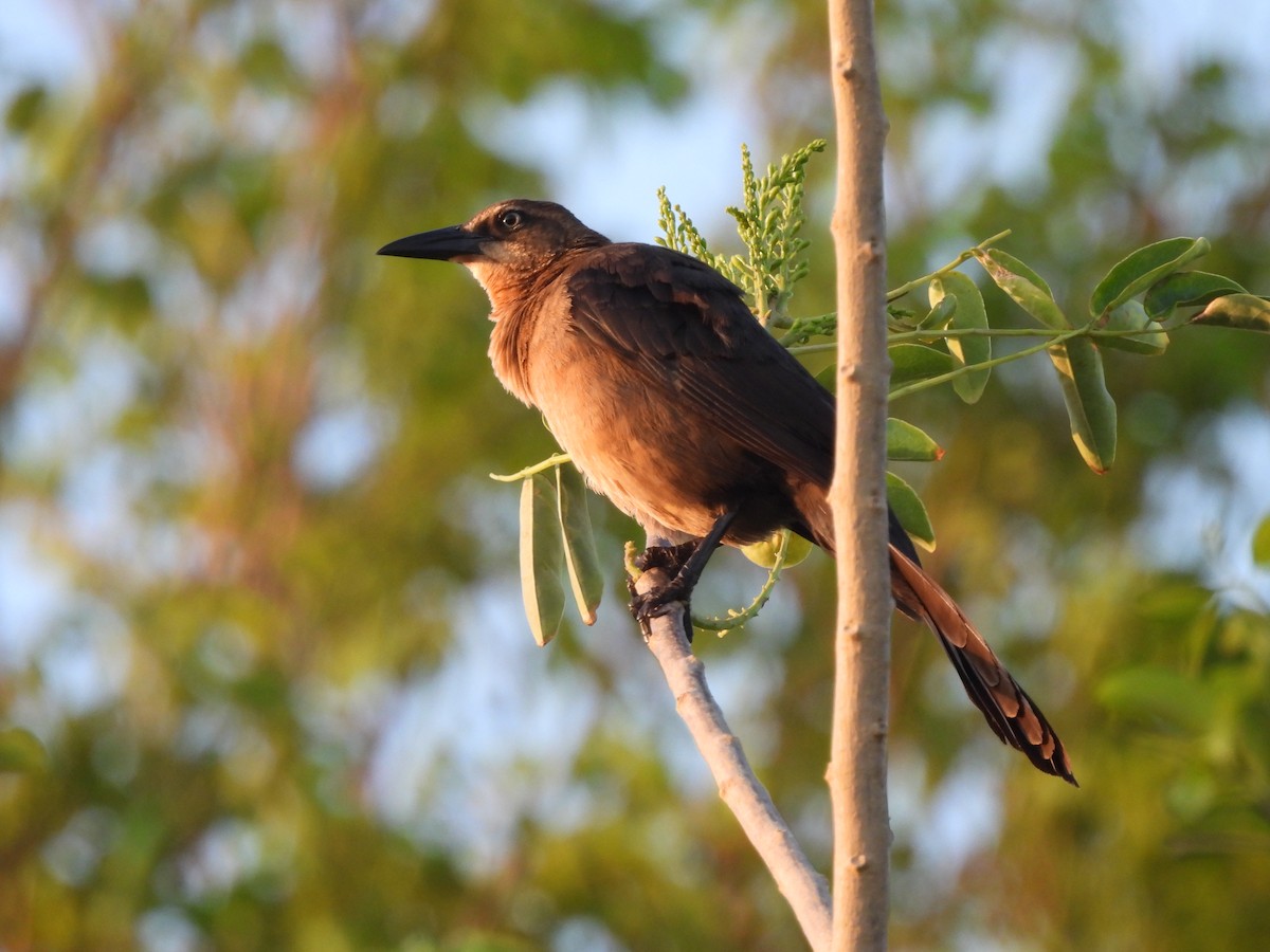 Great-tailed Grackle - ML617197438