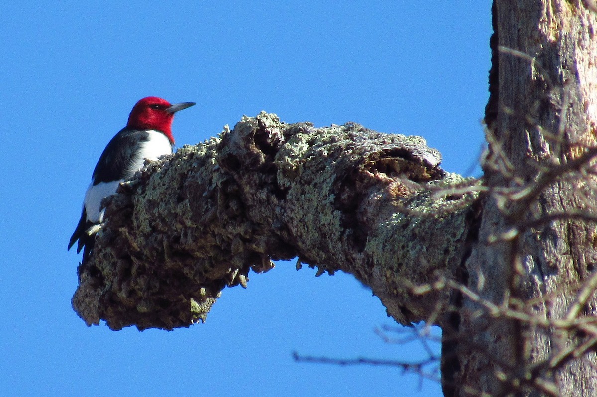 Red-headed Woodpecker - ML617197470