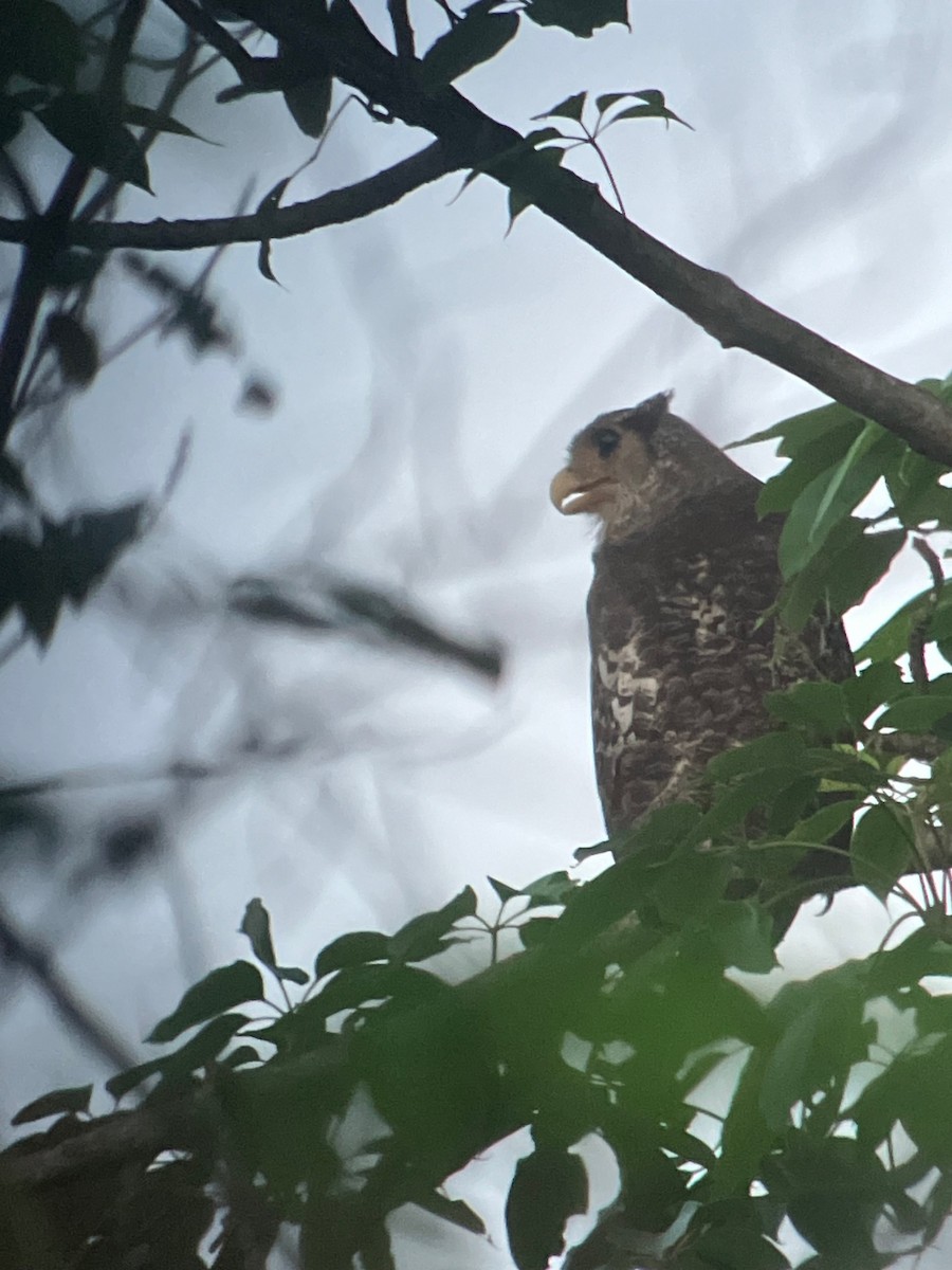 Spot-bellied Eagle-Owl - ML617197576