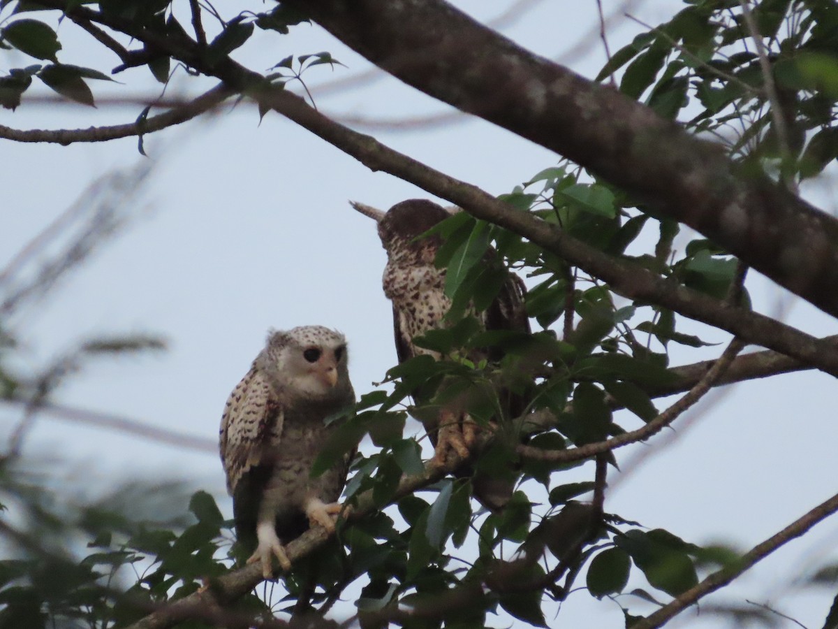 Spot-bellied Eagle-Owl - Sharon Hull