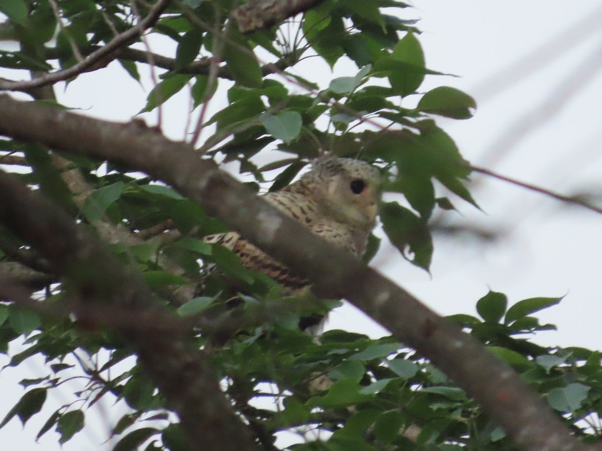 Spot-bellied Eagle-Owl - ML617197578