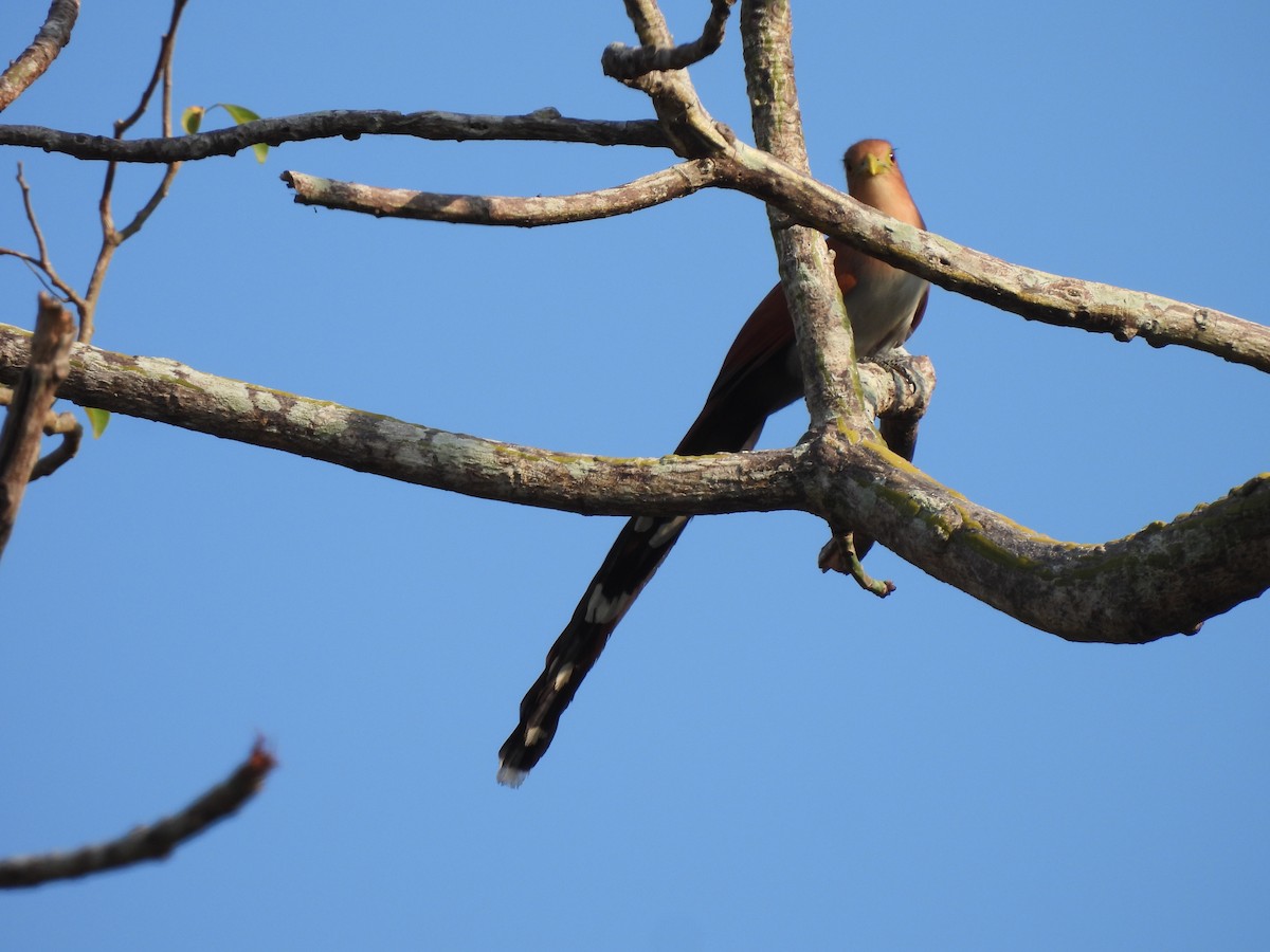 Squirrel Cuckoo - ML617197638