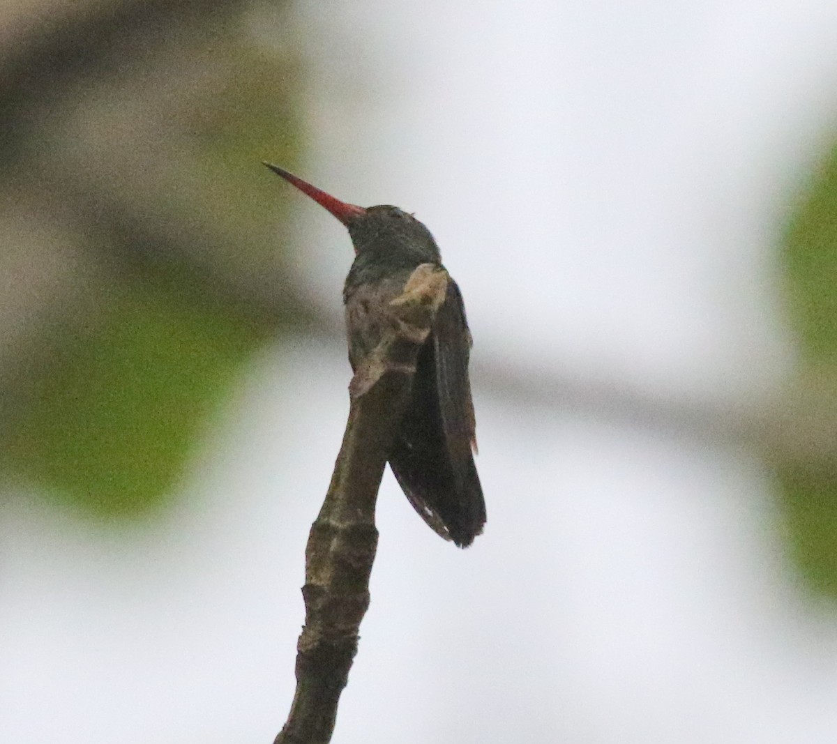 Rufous-tailed Hummingbird - ML617197707