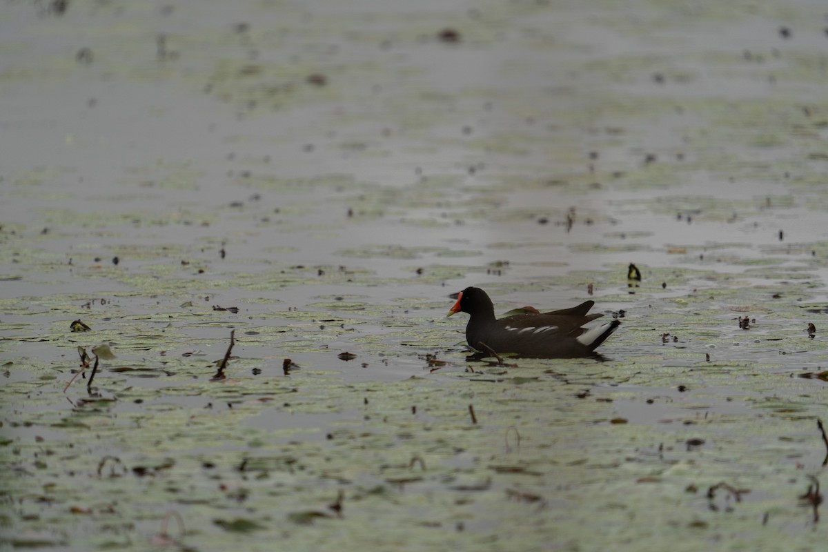 eBird Checklist - 9 Apr 2024 - Red Slough WMA - 13 species