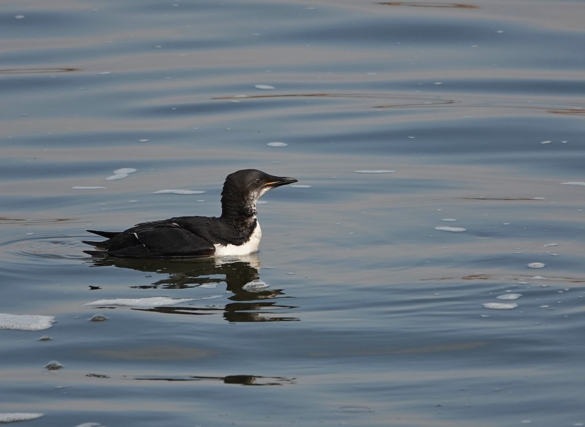 Thick-billed Murre - ML617197779