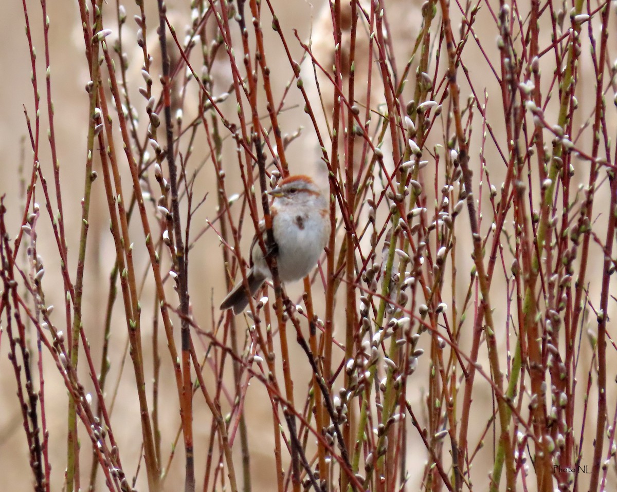 American Tree Sparrow - ML617197794