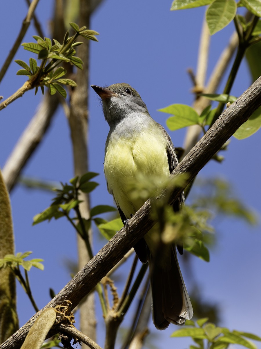 Great Crested Flycatcher - ML617197806