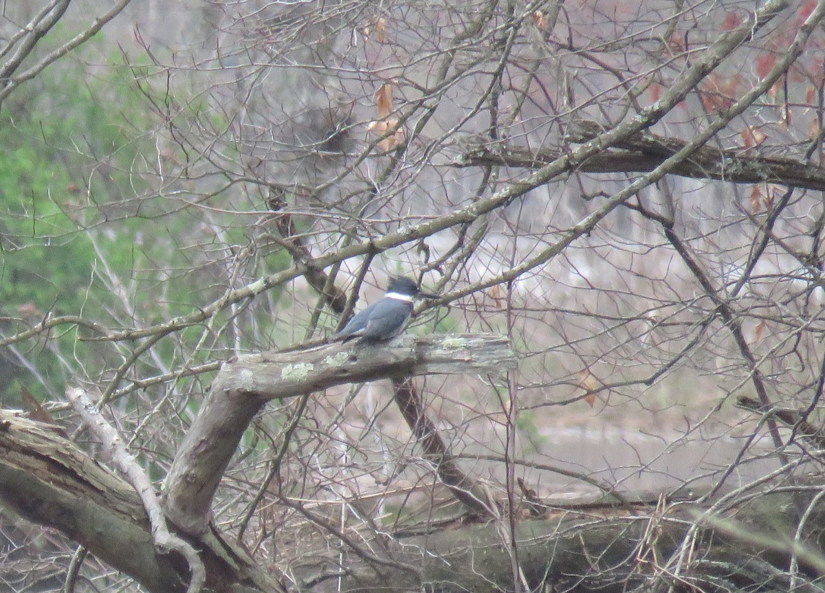 Belted Kingfisher - ML617197887