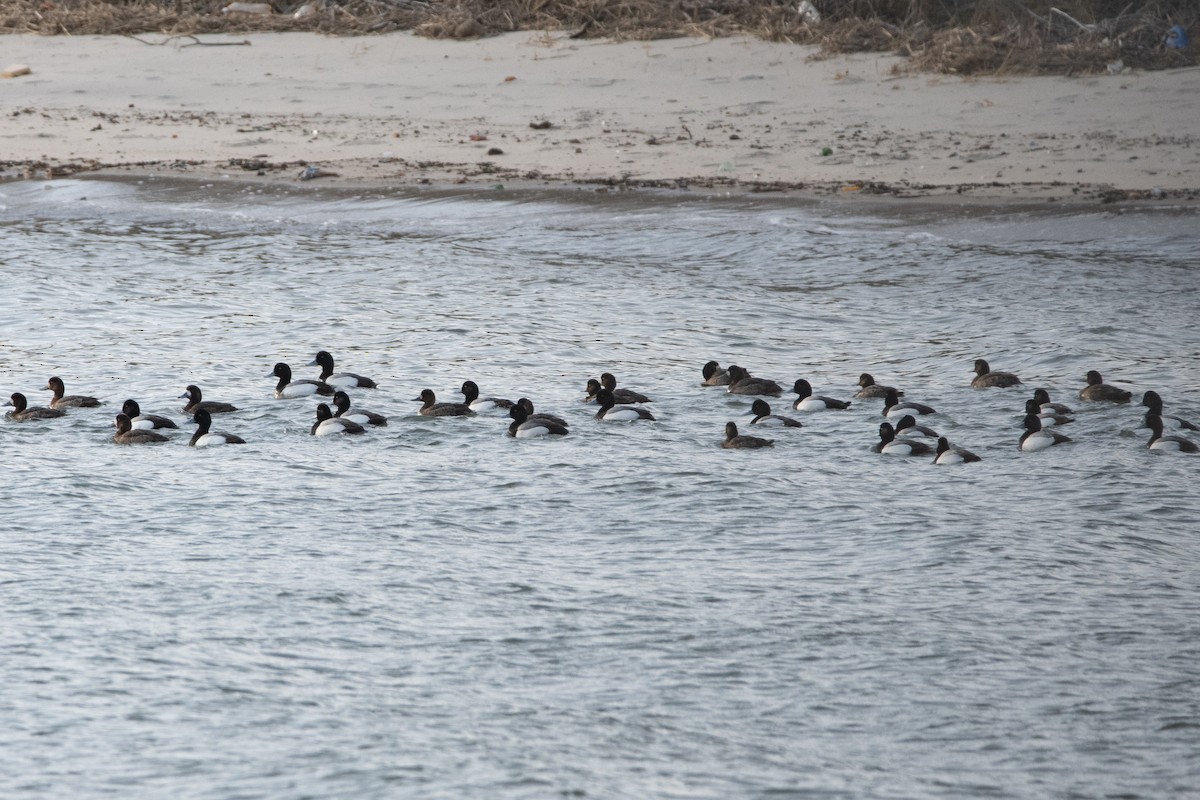 Greater Scaup - ML617197924