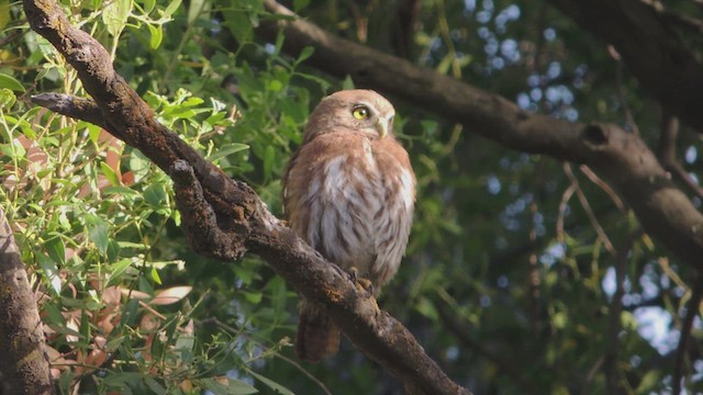 Austral Pygmy-Owl - ML617198121