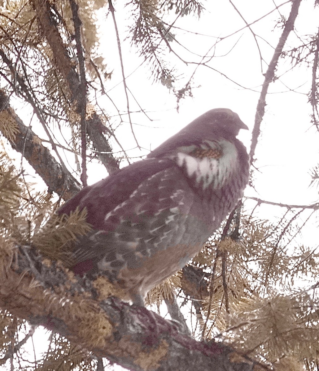 eBird Checklist - 10 Apr 2024 - Icicle Ridge Trail - 15 species