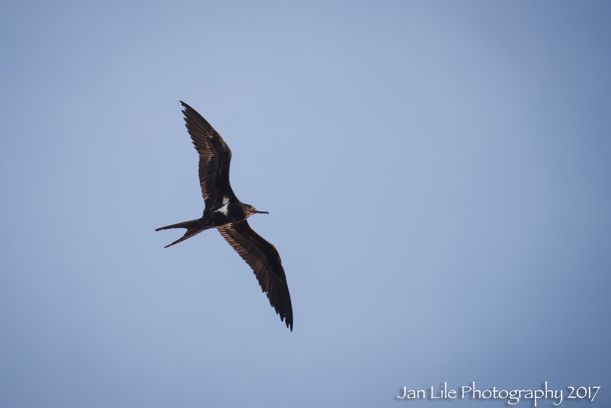 Lesser Frigatebird - ML61719821