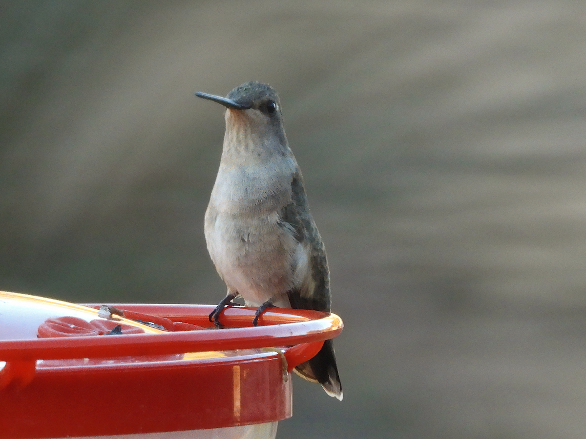 Costa's Hummingbird - ML617198582