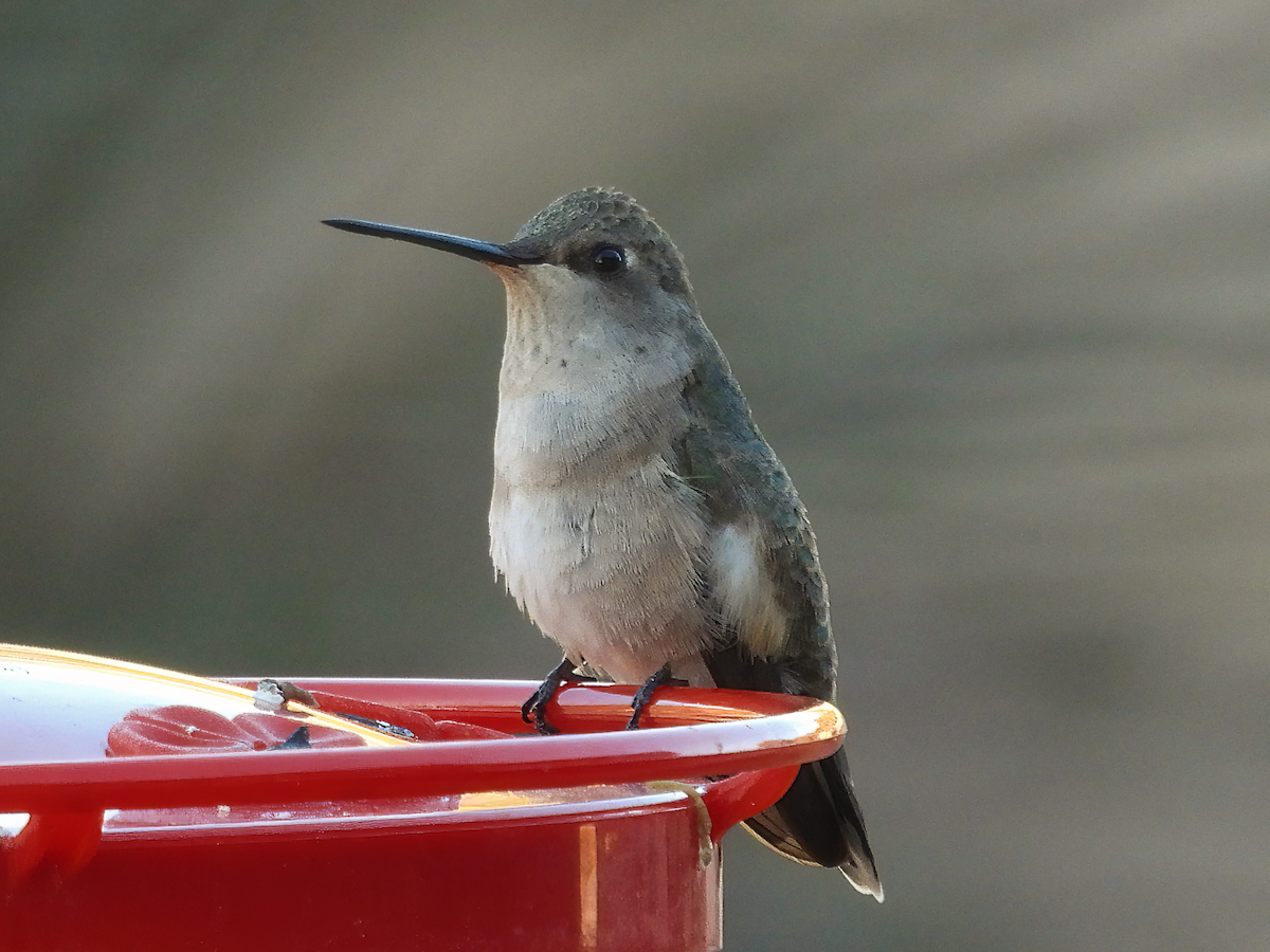 Costa's Hummingbird - Gordon Lam