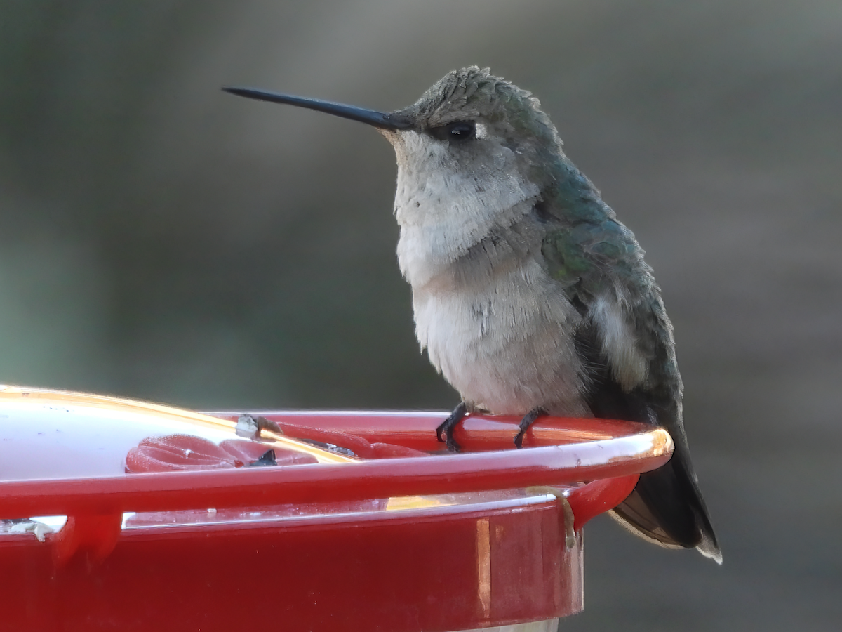 Costa's Hummingbird - ML617198584