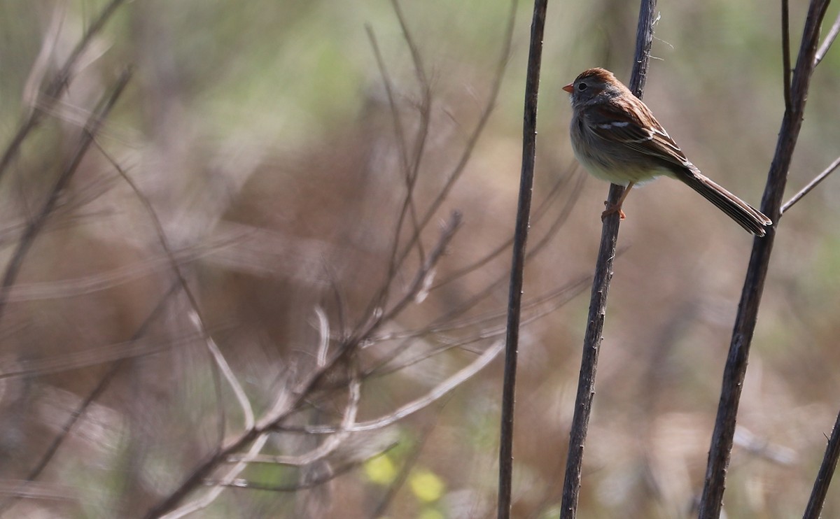 Field Sparrow - ML617198649