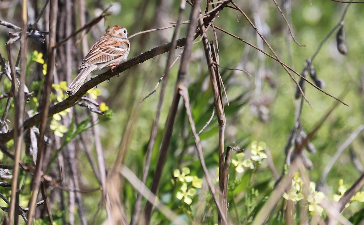 Field Sparrow - ML617198661