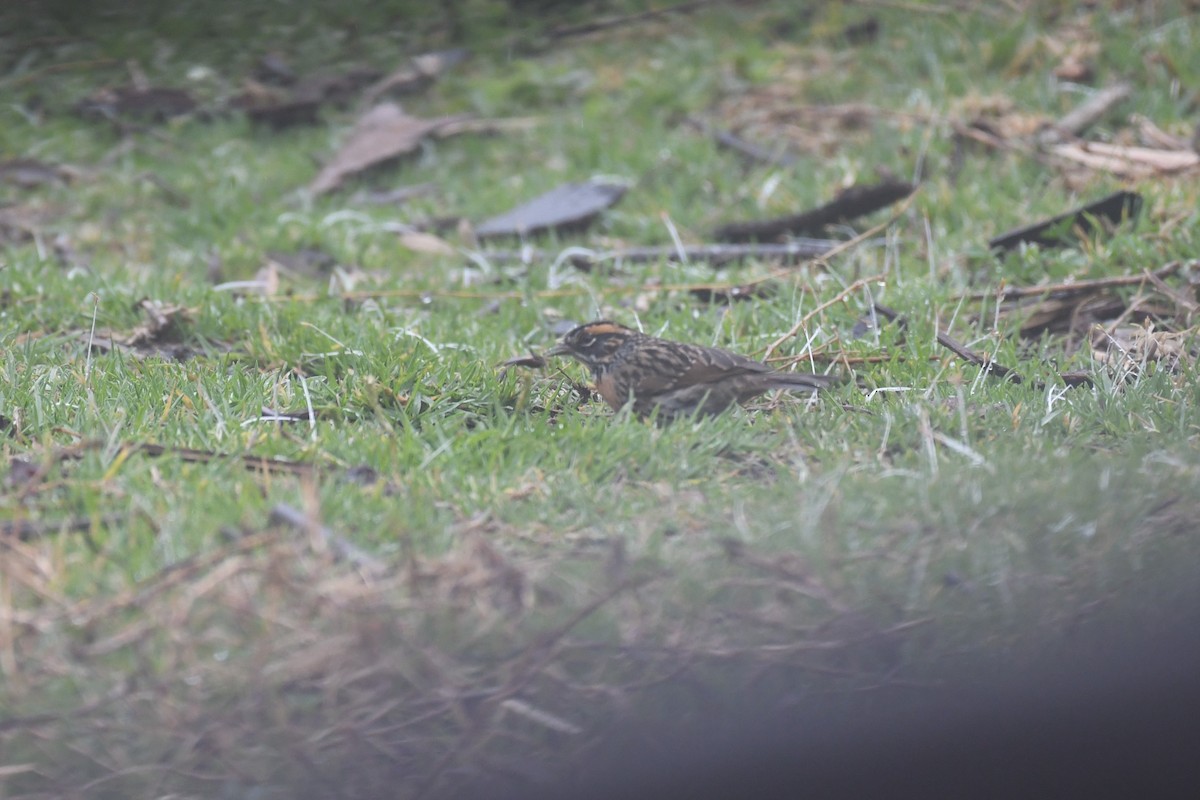 Rufous-breasted Accentor - ML617198683