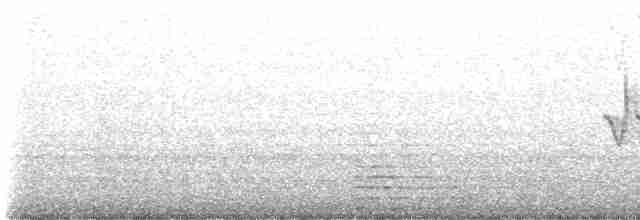 Юнко сірий [група oreganus] - ML617198701