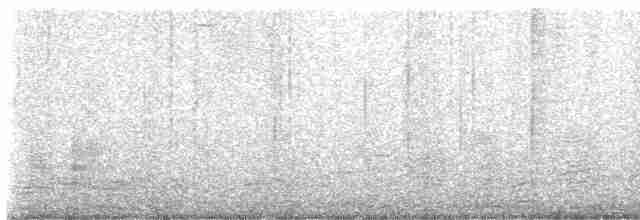 Юнко сірий [група oreganus] - ML617198702
