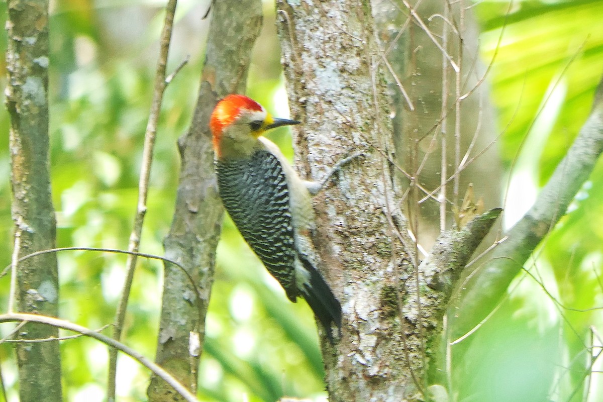 Yucatan Woodpecker - ML617198809