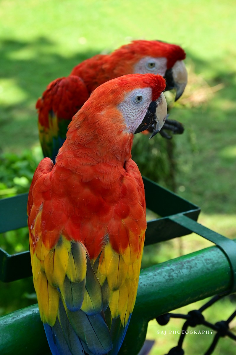 Scarlet Macaw - ML617198822