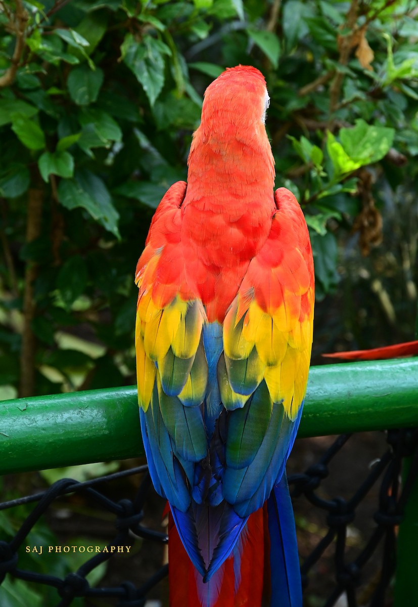 Scarlet Macaw - ML617198823