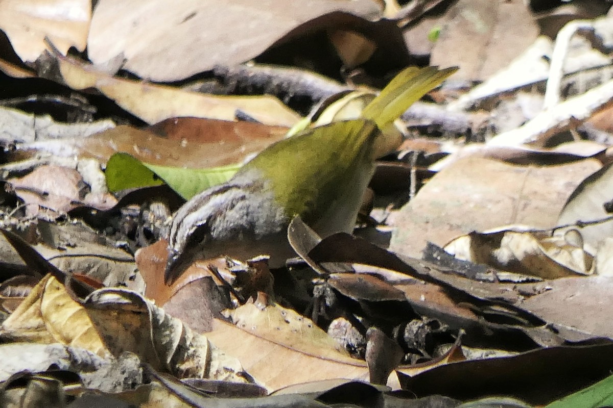 Green-backed Sparrow - ML617198859