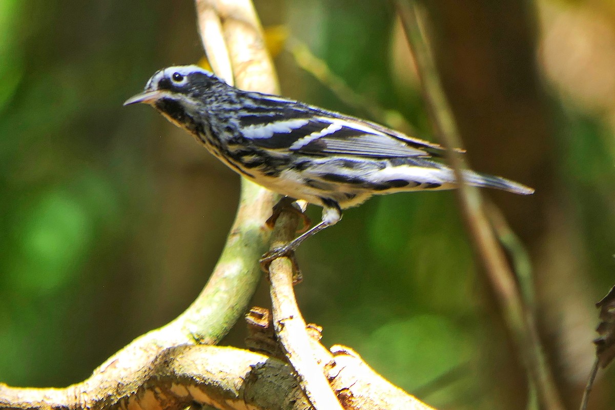 Black-and-white Warbler - ML617198869