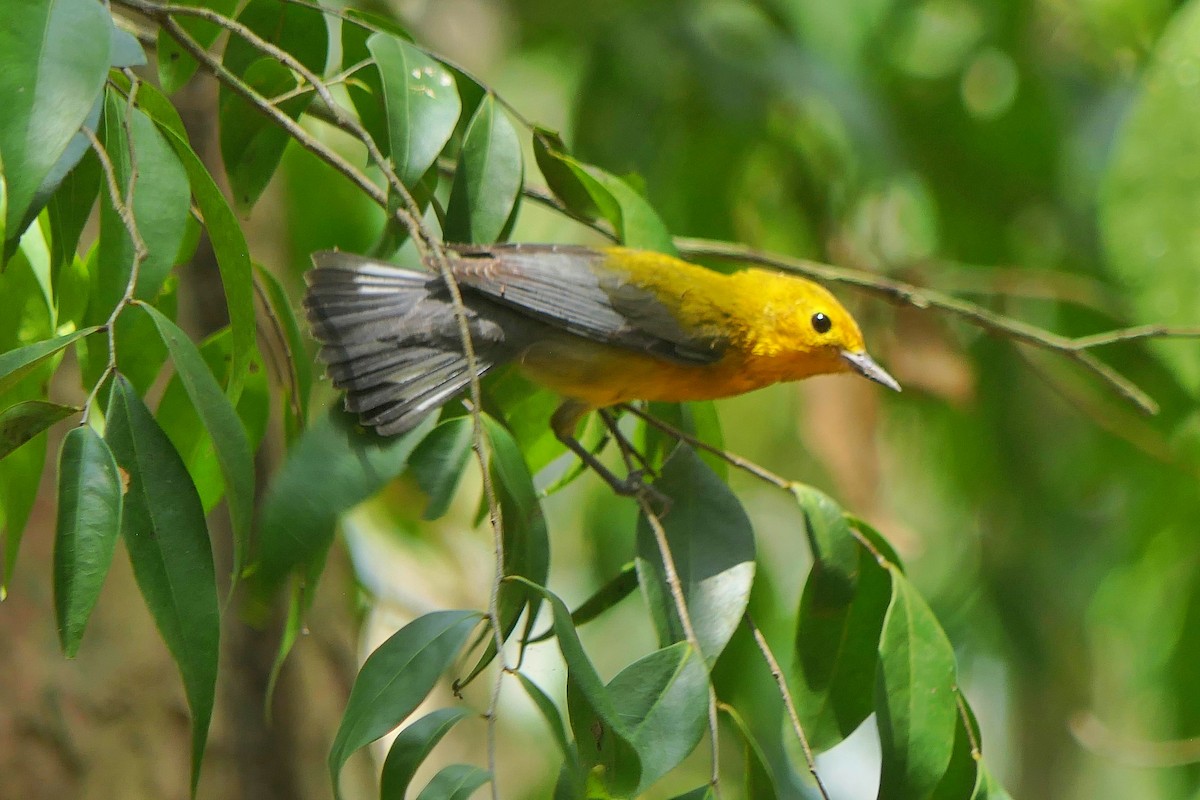 Prothonotary Warbler - ML617198874