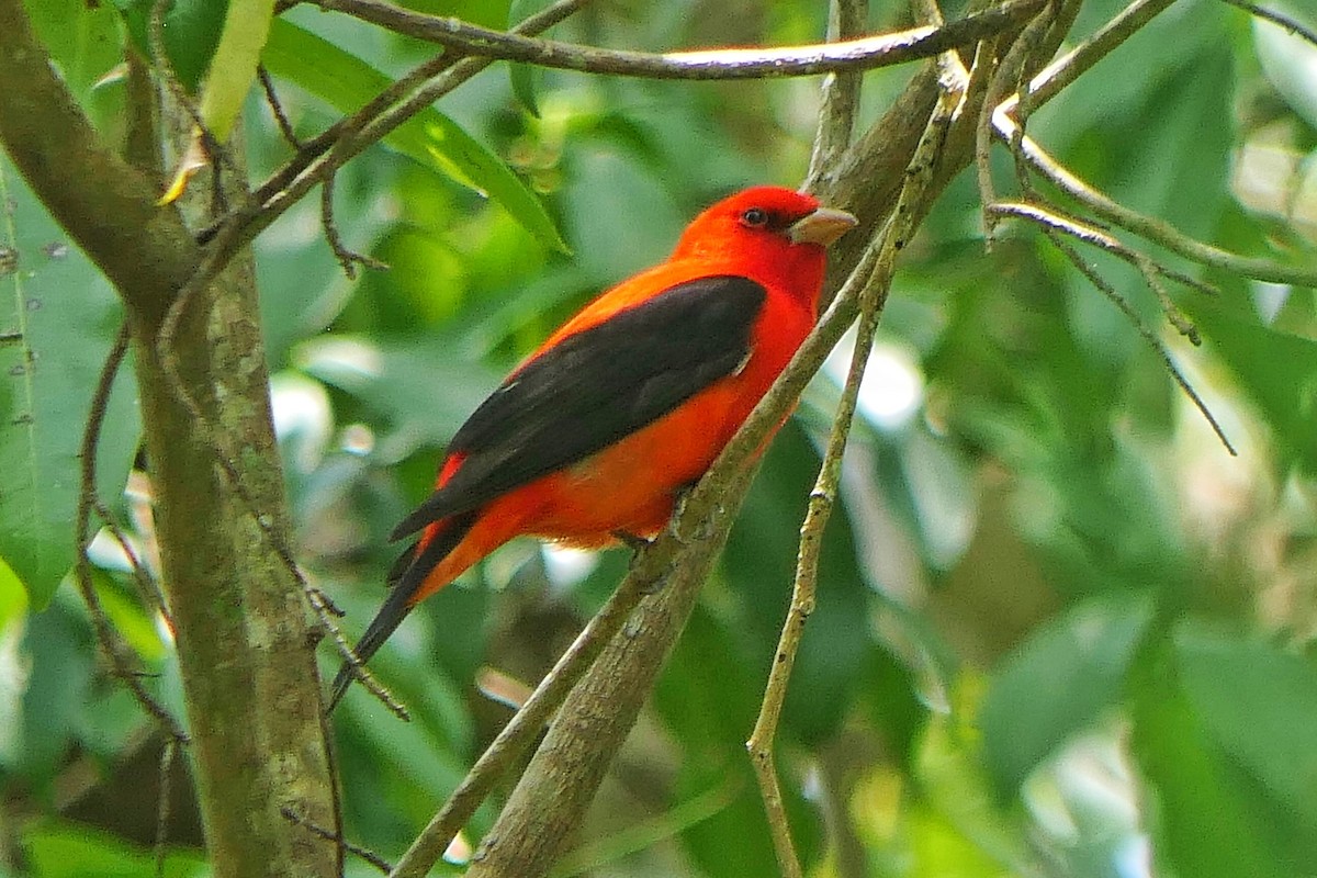 Scarlet Tanager - Janet Kelly