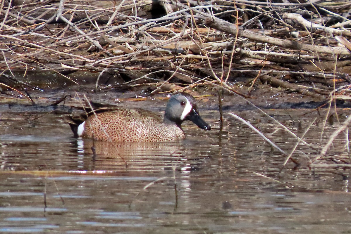 Blue-winged Teal - ML617198972