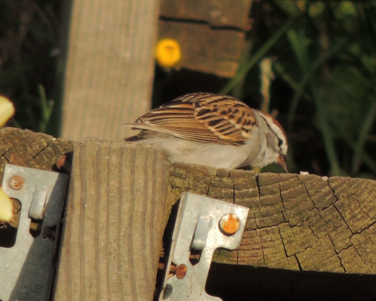 Chipping Sparrow - ML617199030