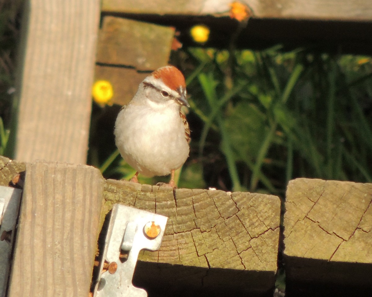 Chipping Sparrow - ML617199031