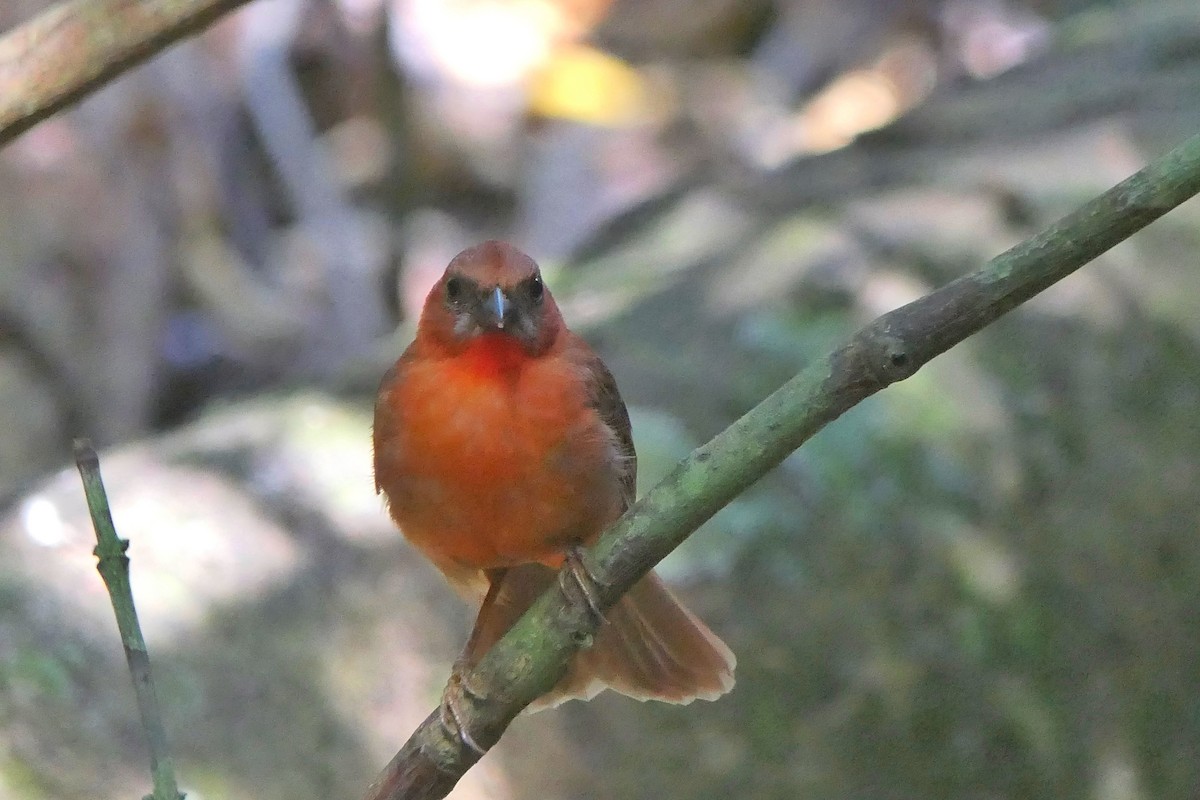 Red-throated Ant-Tanager - ML617199129
