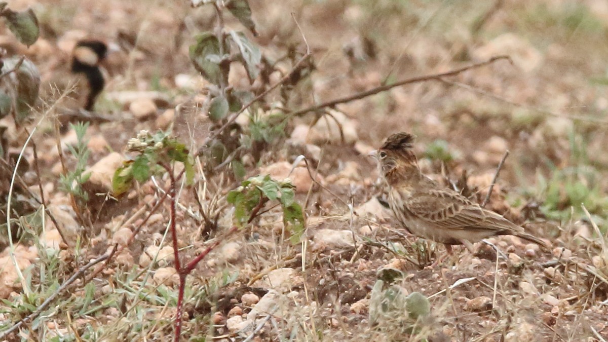 Fischer's Sparrow-Lark - ML617199165