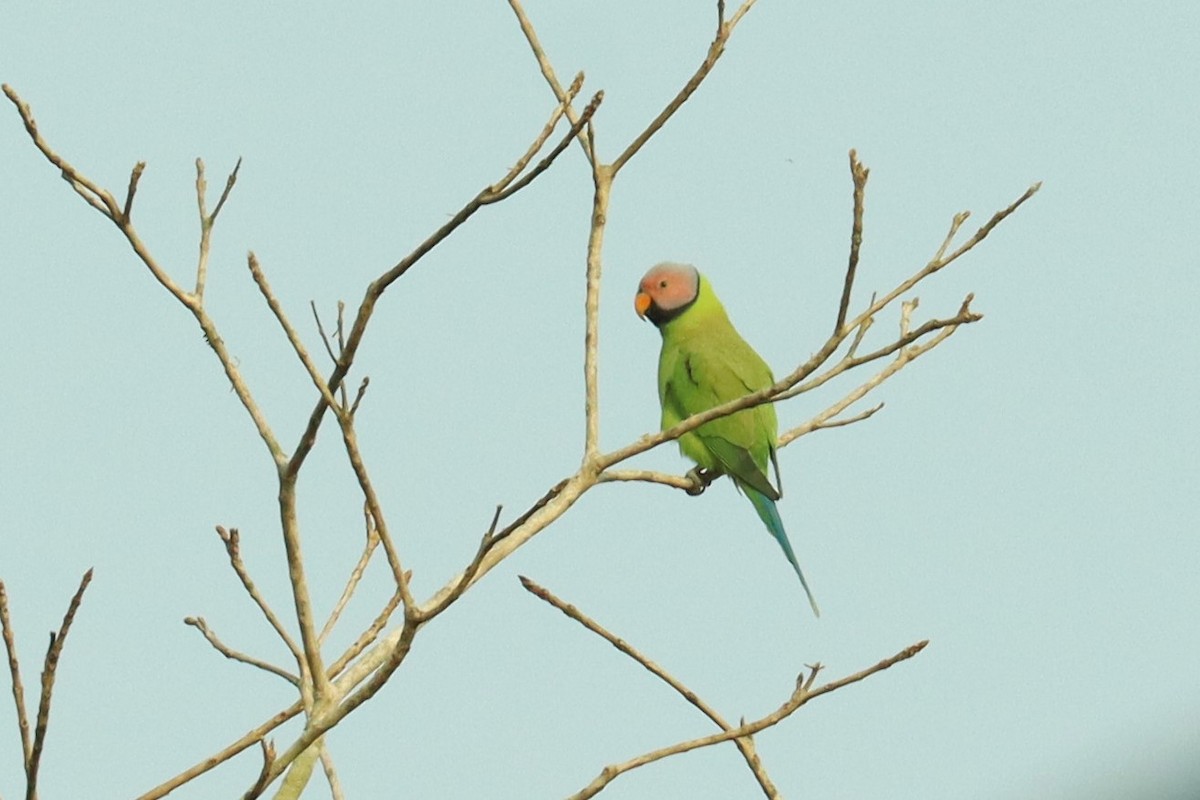 Blossom-headed Parakeet - Jason Estep