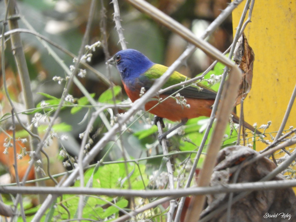 Painted Bunting - ML617199277