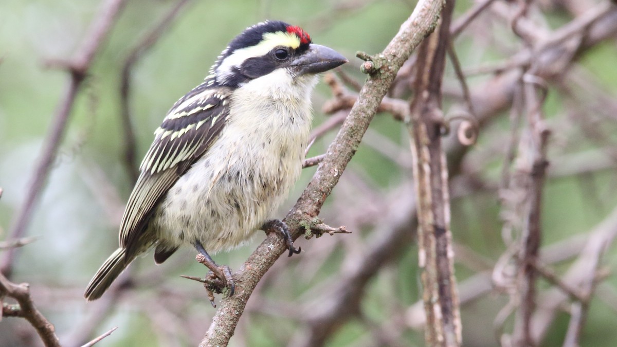 Red-fronted Barbet - ML617199325