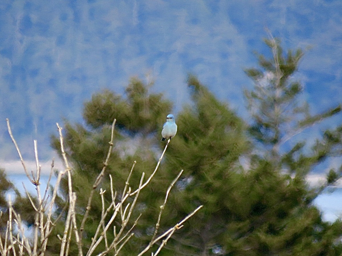 Mountain Bluebird - ML617199335