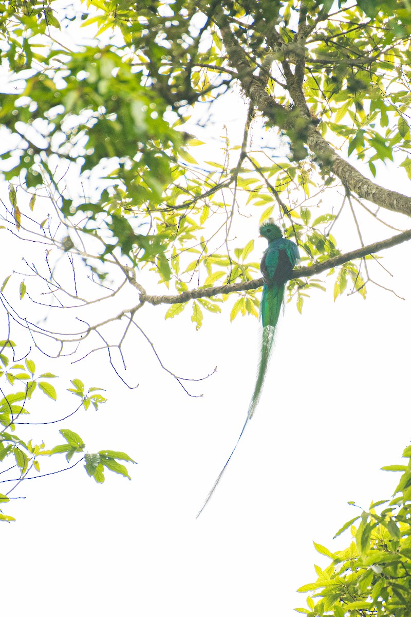 Resplendent Quetzal (Guatemalan) - ML617199350