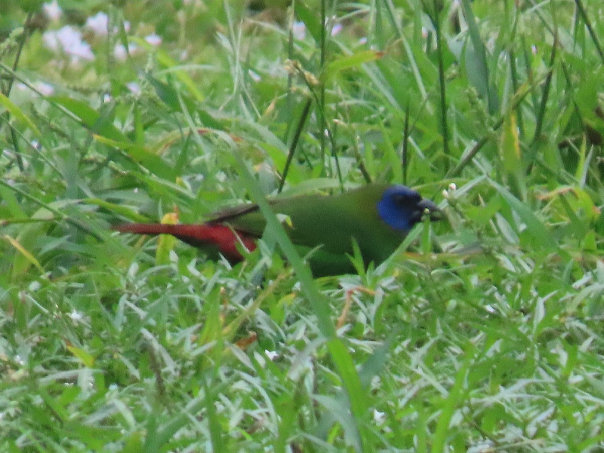 Blue-faced Parrotfinch - ML617199425