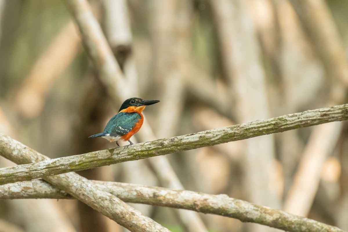 American Pygmy Kingfisher - Alberto Lobato (El Chivizcoyo)