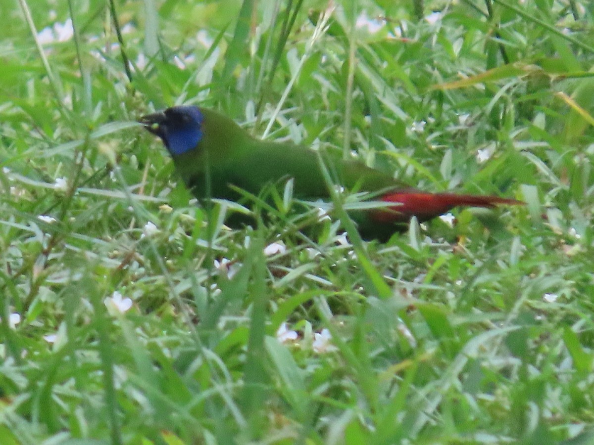 Blue-faced Parrotfinch - ML617199474