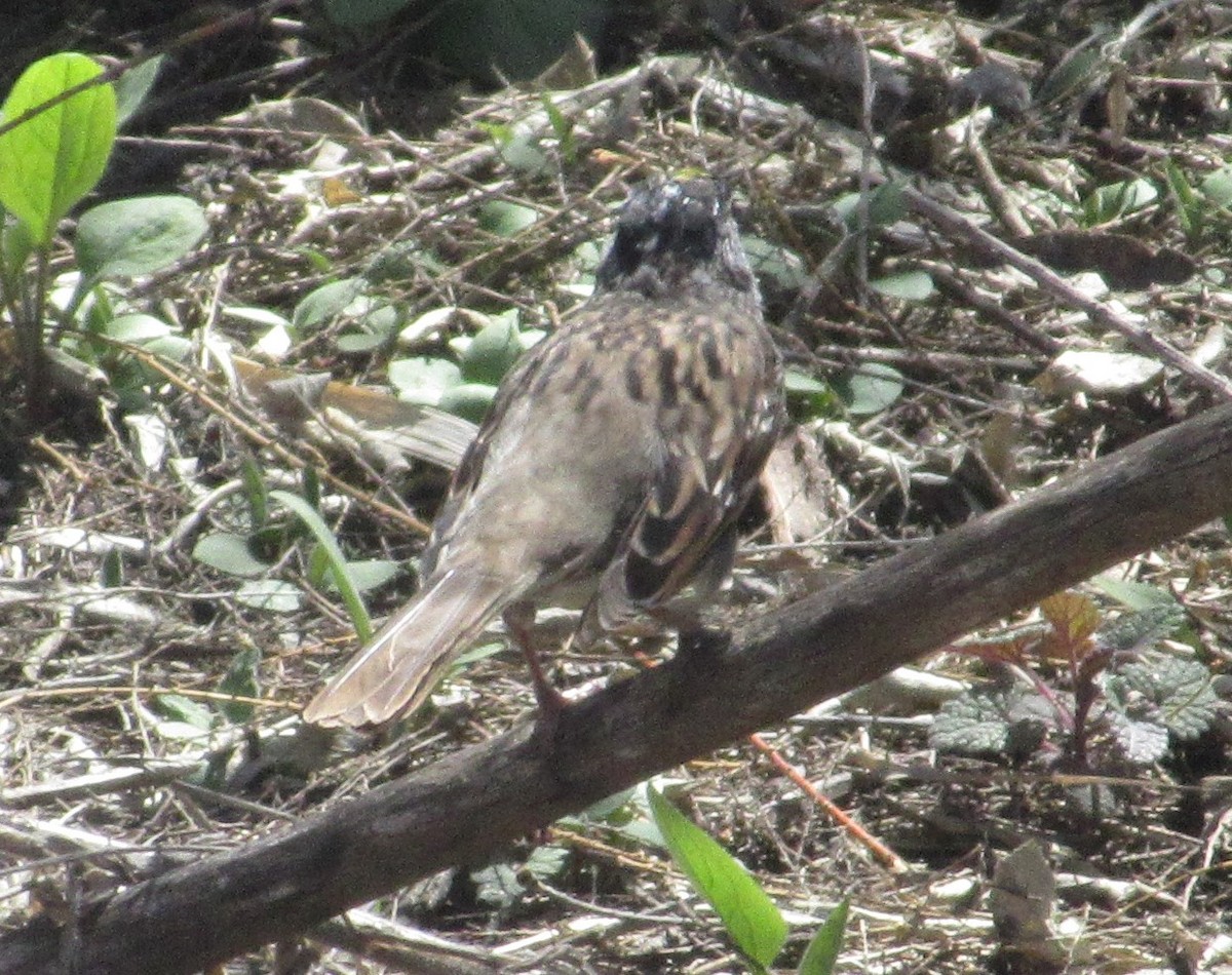 Golden-crowned Sparrow - ML617199481