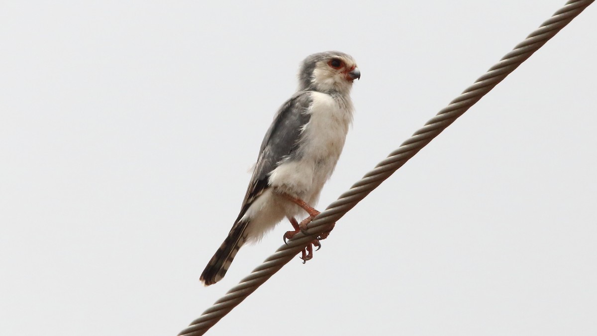 Pygmy Falcon - Rick Folkening