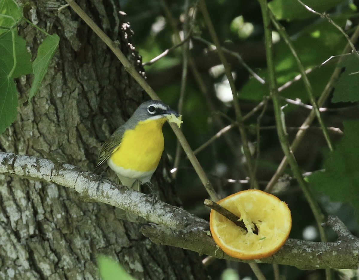 Yellow-breasted Chat - ML617199762