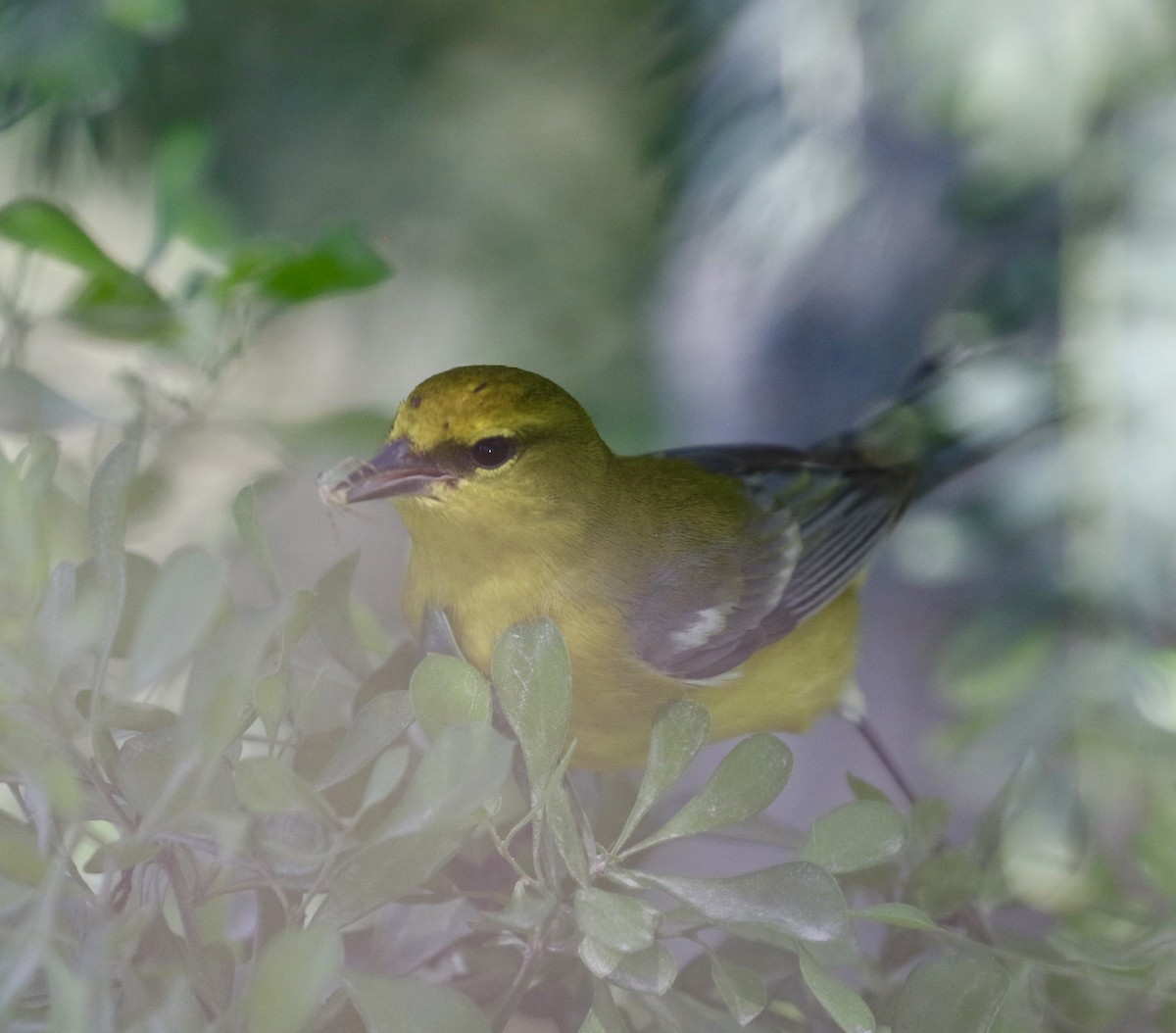 Orchard Oriole - ML617199773